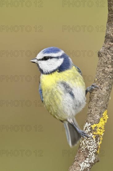 Blue tit (Parus caeruleus), sitting on a branch, Wilnsdorf, North Rhine-Westphalia, Germany