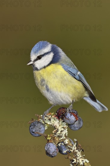Blue tit (Parus caeruleus), sitting on a branch in a blackthorn bush, (Prunus spinosa), sloes, with ripe fruit, autumn, wildlife, animals, tit family, songbird, birds, Wilnsdorf, North Rhine-Westphalia, Germany