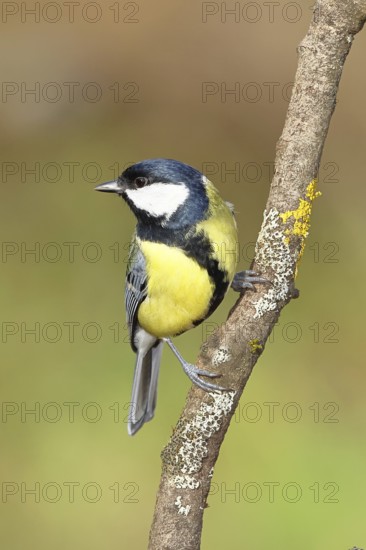 Great tit (Parus major), sitting on a branch, Wilnsdorf, North Rhine-Westphalia, Germany