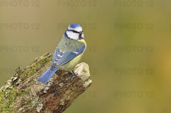 Blue tit (Parus caeruleus), sitting on moss-covered dead wood, Wilnsdorf, North Rhine-Westphalia, Germany