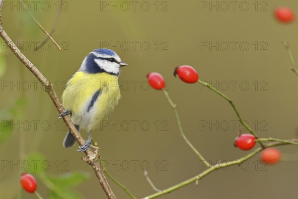 Blue tit (Parus caeruleus), sitting on a twig in a rose hip bush (Rosa canina), Wilnsdorf, North Rhine-Westphalia, Germany