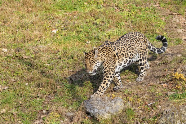 An adult jaguar (Panthera onca) runs across a green meadow in hilly terrain on a sunny day. Captive