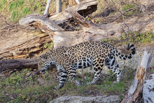 An adult jaguar (Panthera onca) runs across a dry meadow on a sunny day, with rotting tree trunks lying on the ground in hilly terrain. Captive