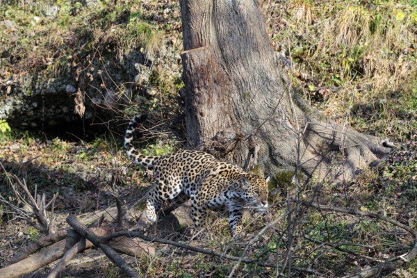 An adult jaguar (Panthera onca) runs across a dry meadow on a sunny day, with rotting trees lying on the ground in hilly terrain. Captive
