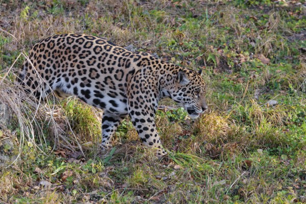 An adult jaguar (Panthera onca) runs across a green meadow on a sunny day. Captive