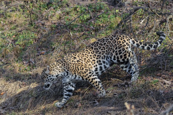 An adult jaguar (Panthera onca) runs across a dry meadow in hilly terrain on a sunny day. Captive