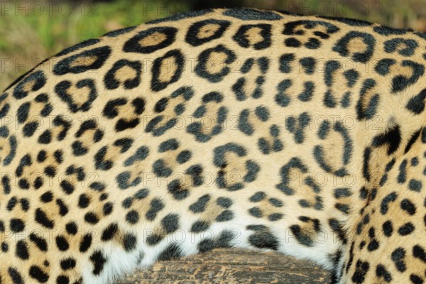Pattern of a jaguar (Panthera onca) fur