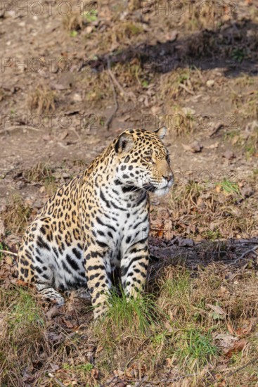 An adult jaguar (Panthera onca) sits on a dry meadow in hilly terrain on a sunny day. Captive
