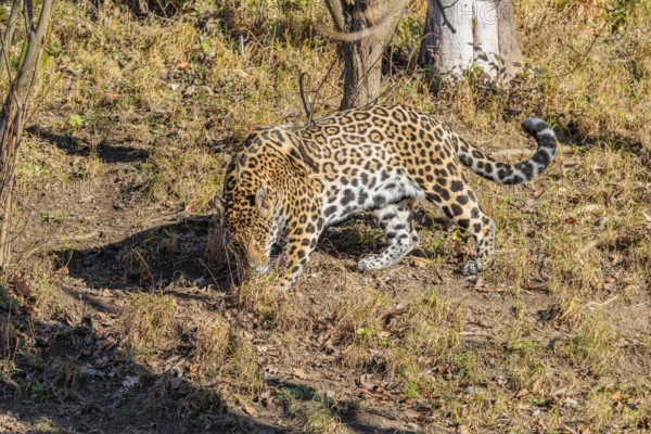 An adult jaguar (Panthera onca) sniffs the ground on a sunny day in a dry meadow in hilly terrain. Captive