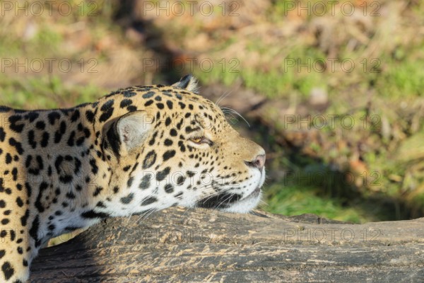 Portrait of a resting jaguar (Panthera onca) lying on a fallen tree on a sunny day. Captive