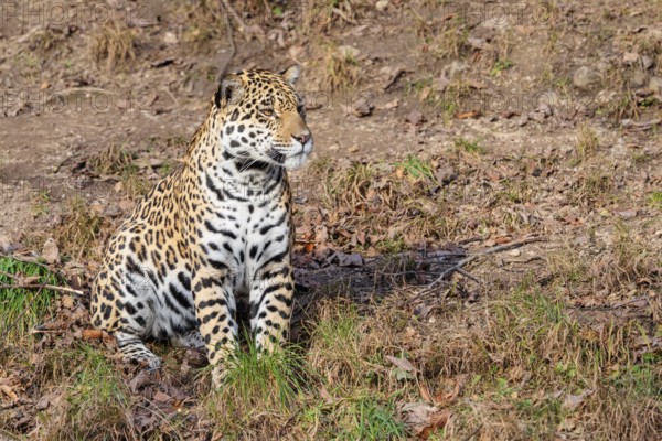 An adult jaguar (Panthera onca) sits on a dry meadow in hilly terrain on a sunny day. Captive