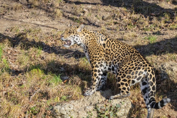 An adult jaguar (Panthera onca) stands on a dry meadow in hilly terrain on a sunny day. Captive