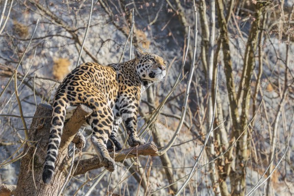 An adult jaguar (Panthera onca) stands high up in a tree on a sunny day in hilly terrain. Captive