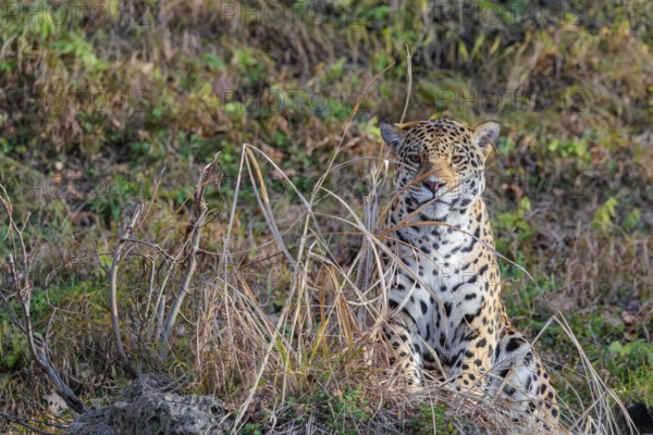 An adult jaguar (Panthera onca) sits on a dry meadow in hilly terrain on a sunny day and looks at the camera. Captive