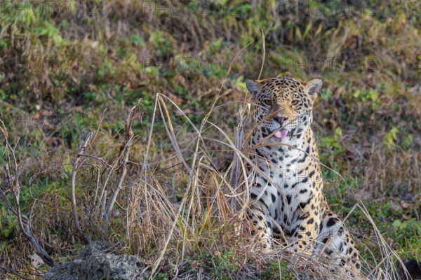 An adult jaguar (Panthera onca) sits on a dry meadow in hilly terrain on a sunny day and looks at the camera. Tongue out. Captive
