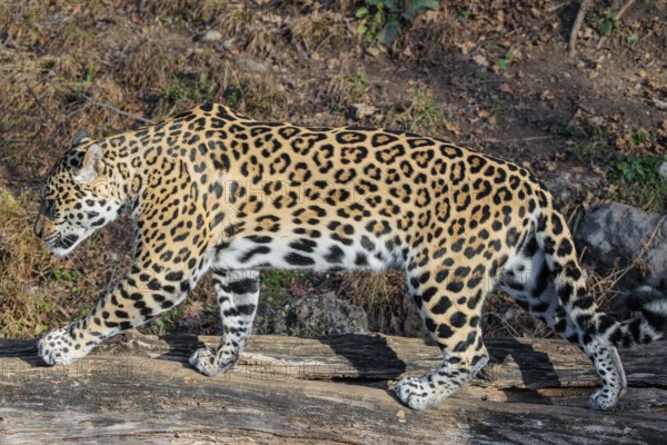 An adult jaguar (Panthera onca) walks on a sunny day on a fallen, rotten tree trunk lying in hilly terrain. Captive