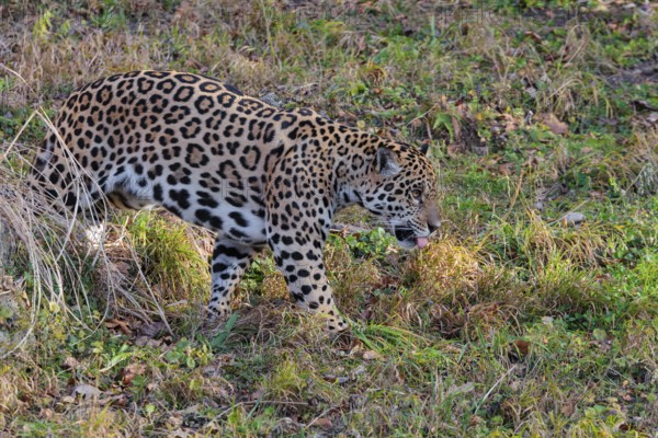 An adult jaguar (Panthera onca) runs across a green meadow on a sunny day. Tongue out. Captive