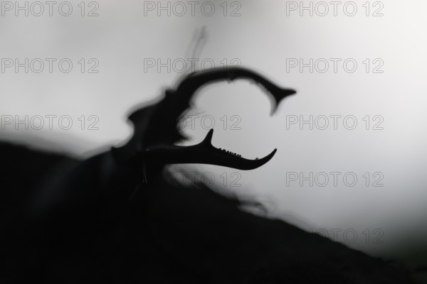 Close-up of a stag beetle (Lucanus cervus) in impressive silhouette, Dammer Berge, Dümmer nature park Park, Damme, Lower Saxony, Germany