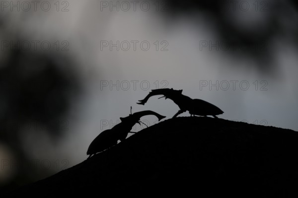 Silhouettes of stag beetles (Lucanus cervus) n fighting on a hill at dusk, Dammer Berge, Dümmer nature park Park, Damme, Lower Saxony, Germany