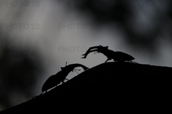Two stag beetles (Lucanus cervus) clearly silhouetted on a branch in the dark, Dammer Berge, Dümmer nature park Park, Damme, Lower Saxony, Germany