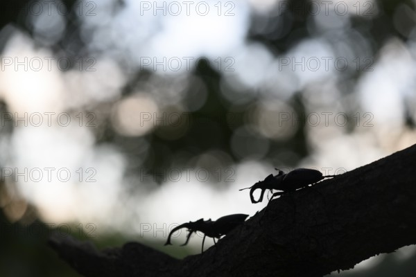 Two stag beetles (Lucanus cervus) silhouetted on a branch in the evening light and shadow, Dammer Berge, Dümmer nature park Park, Damme, Lower Saxony, Germany