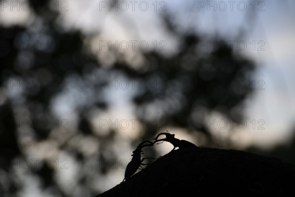 A shadow play of two stag beetles (Lucanus cervus) on a branch in the evening, Dammer Berge, Naturpark Dümmer, Damme, Lower Saxony, Germany