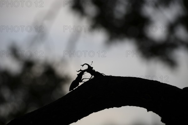 Silhouette of two stag beetles (Lucanus cervus) n on a branch in the soft light of sunset, Dammer Berge, Dümmer nature park Park, Damme, Lower Saxony, Germany