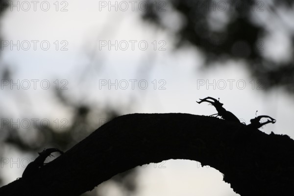 Silhouette of two stag beetles (Lucanus cervus) n on a branch in front of a twilight background, Dammer Berge, Dümmer nature park Park, Damme, Lower Saxony, Germany