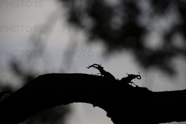 Two stag beetles (Lucanus cervus) silhouetted on a branch, illuminated by a faint sky, Dammer Berge, Dümmer nature park Park, Damme, Lower Saxony, Germany