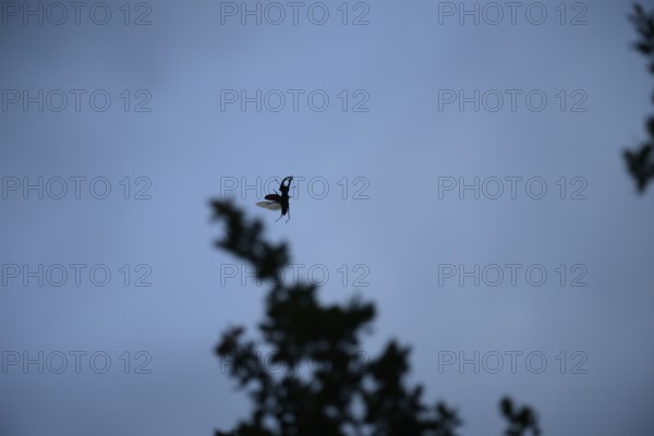 A stag beetle (Lucanus cervus) flies through the air in front of a blue sky and branches, Dammer Berge, Naturpark Dümmer, Damme, Lower Saxony, Germany