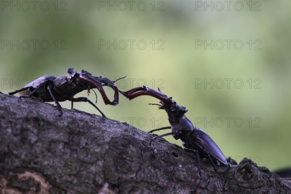 Two stag beetles (Lucanus cervus) fighting on a branch in a natural environment, Dammer Berge, Naturpark Dümmer, Damme, Lower Saxony, Germany