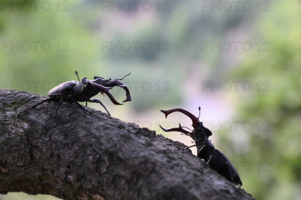 Two stag beetles (Lucanus cervus) confronting each other on a branch, Dammer Berge, Dümmer nature park Park, Damme, Lower Saxony, Germany