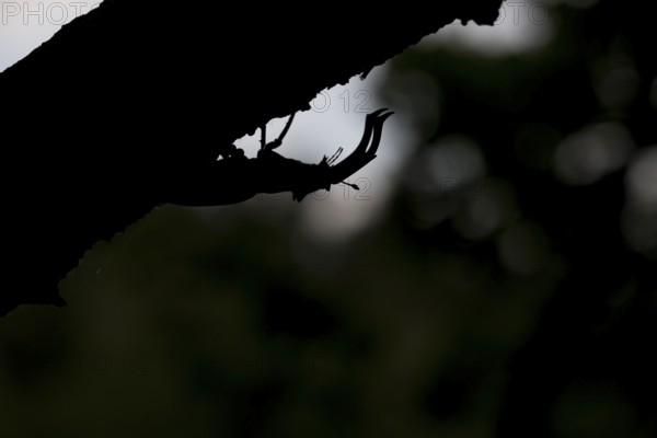 Stag beetle (Lucanus cervus) in silhouette against a dark background on a branch, Dammer Berge, Dümmer nature park Park, Damme, Lower Saxony, Germany