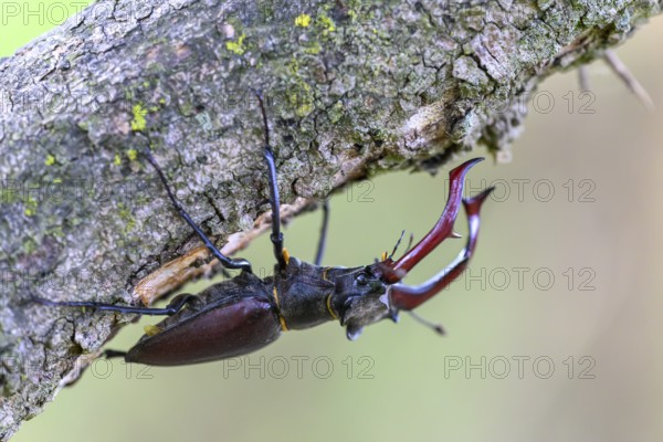 A stag beetle (Lucanus cervus) clinging to a branch in a natural environment, Dammer Berge, Dümmer nature park Park, Damme, Lower Saxony, Germany