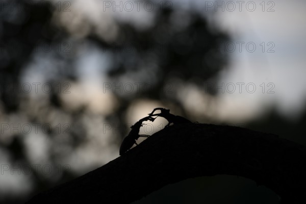 Two stag beetles (Lucanus cervus) as silhouettes on a branch in the shade of the evening light, Dammer Berge, Dümmer nature park Park, Damme, Lower Saxony, Germany