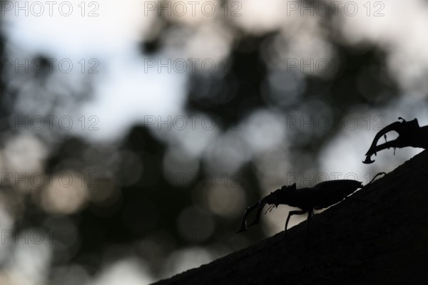 Silhouette of a stag beetle (Lucanus cervus) on a branch in the soft light of dusk, Dammer Berge, Dümmer nature park Park, Damme, Lower Saxony, Germany