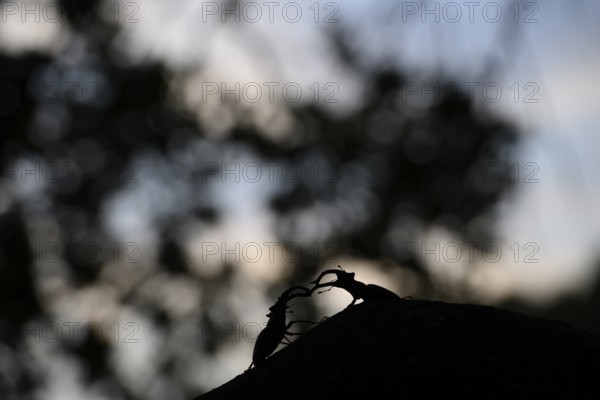 Two stag beetles (Lucanus cervus) in a shadow play on a branch at dusk in the forest, Dammer Berge, Dümmer nature park Park, Damme, Lower Saxony, Germany