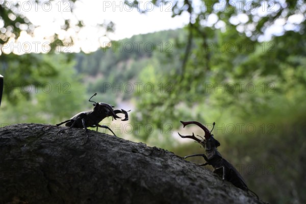 Two stag beetles (Lucanus cervus) on a tree trunk in the sunlight surrounded by green, dense forest, Dammer Berge, Dümmer nature park Park, Damme, Lower Saxony, Germany