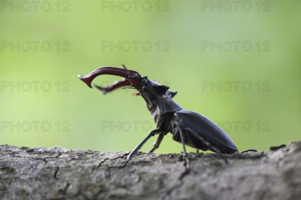 A stag beetle (Lucanus cervus) stands on a branch, the background shows blurred green, Dammer Berge, Naturpark Dümmer, Damme, Lower Saxony, Germany