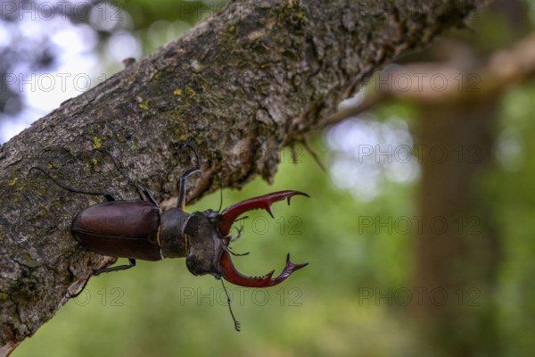 A stag beetle (Lucanus cervus) on a tree trunk in the forest, surrounded by natural vegetation, Dammer Berge, Dümmer nature park Park, Damme, Lower Saxony, Germany