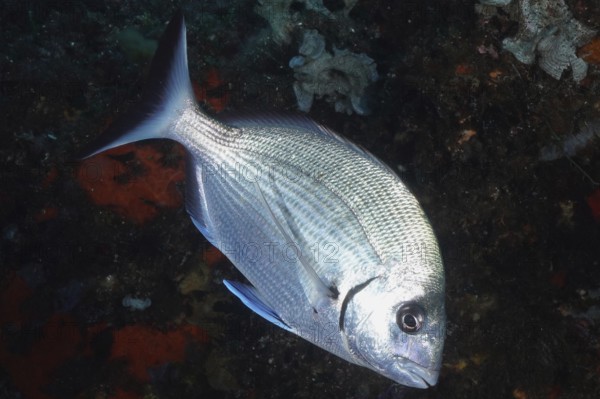 A silvery fish, the Great White Seabream (Diplodus sargus sargus), swimming in the darkness of the Mediterranean Sea near Hyères, dive site Giens Peninsula, Provence Alpes Côte d'Azur, France