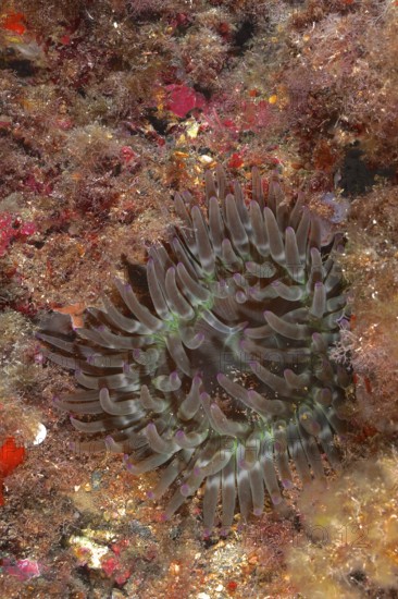 A rock gold rose (Cribrinopsis crassa), sea anemone, sits on a colourful, overgrown seabed in the Mediterranean Sea near Hyères, dive site Giens Peninsula, Provence Alpes Côte d'Azur, France