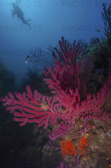 A diver overlooks Violescent sea-whip (Paramuricea clavata) in deep blue water in the Mediterranean Sea near Hyères, dive site Peninsula Giens, Provence Alpes Côte d'Azur, France