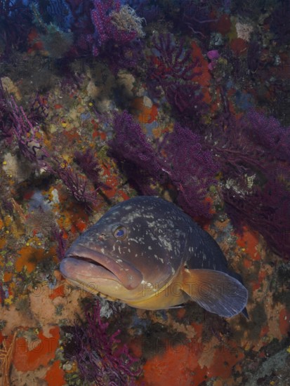 A Dusky Grouper (Epinephelus marginatus) (Mycteroperca marginatus) rests among colourful corals and sponges in the Mediterranean Sea near Hyères. Dive site marine reserve Port Cros, Côte d'Azur, France