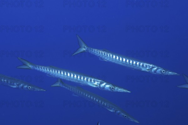 Two barracudas (Sphyraena sphyraena) swimming side by side in the blue water in the Mediterranean Sea near Hyères, dive site Peninsula Giens, Provence Alpes Côte d'Azur, France