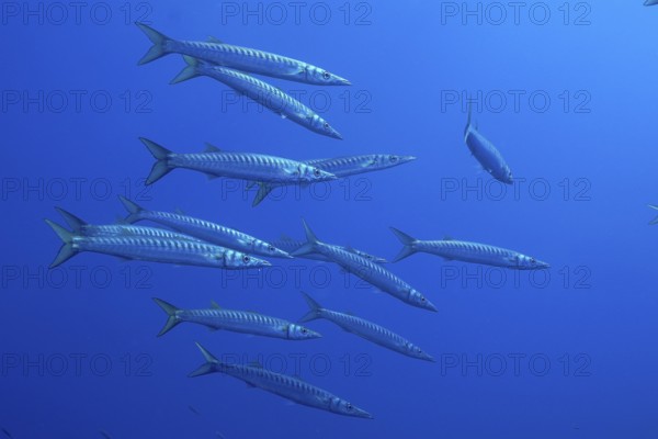 A group of barracudas (Sphyraena sphyraena) moves through the blue water in the Mediterranean Sea near Hyères, dive site Peninsula Giens, Provence Alpes Côte d'Azur, France