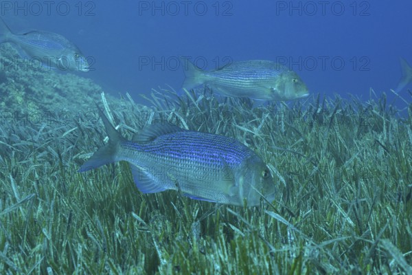 Three bream, dentex (Dentex dentex) swimming over a carpet of seaweed, Neptune grass (Posidonia oceanica), in the Mediterranean Sea near Hyères, dive site Giens Peninsula, Provence Alpes Côte d'Azur, France