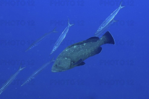 A large Dusky Grouper (Epinephelus marginatus) (Mycteroperca marginatus) swims in a blue ocean surrounded by other slender fish in the Mediterranean Sea near Hyères, Giens Peninsula dive site, Provence Alpes Côte d'Azur, France