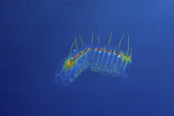 Transparent marine organism, Salpe (Pegea confoederata), in a calm blue environment in the Mediterranean Sea near Hyères, dive site Peninsula Giens, Provence Alpes Côte d'Azur, France