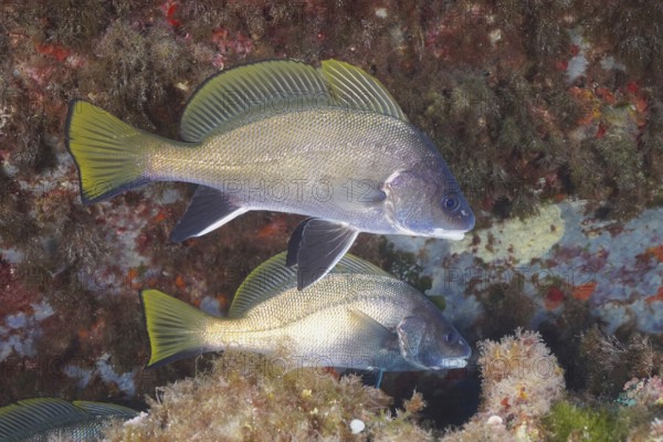 Two common seals (Sciaena umbra) near a reef under water, surrounded by algae in the Mediterranean Sea near Hyères, dive site Peninsula Giens, Provence Alpes Côte d'Azur, France
